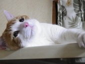 猫オヤジ