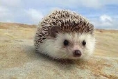 ハリネズミ