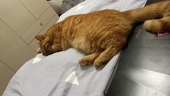 永远的星云