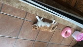 納涼の猫