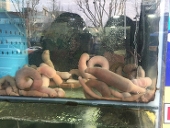nuts