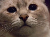 An