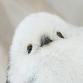 しろ