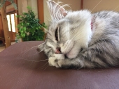 めりる ゆき