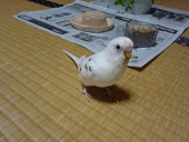 アニャムー