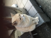 まめかわまめお