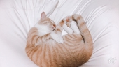 ささみさん。