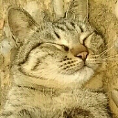 Nekomater