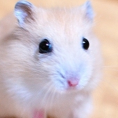 うに