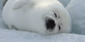 halu