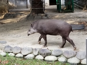 はちにち