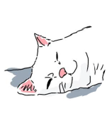 ノラスコット