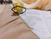 (･ ν ･)