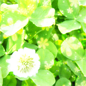 あっこ【🍀×🍀】