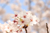 おしお