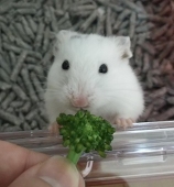 カニフィナンシェ