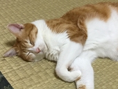 ハルシュイ