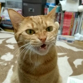 kohane