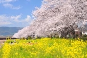 香織