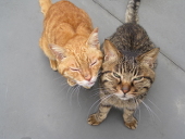 *すずねこ*