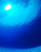 blue forest