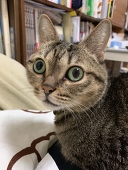 森川ちえ(チヒロ)