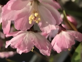 灯夏