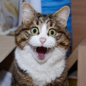 ahp