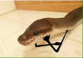 ra5