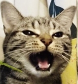 Poki