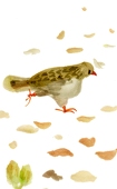 花わらび