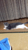 あおたろ。