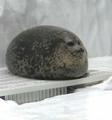 咸鱼咸