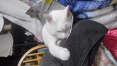 デブにゃーちゃん