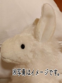 ぱか