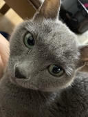 nori