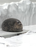 こう