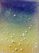 camomile*
