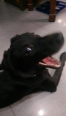nastu
