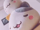 ミケせんせー