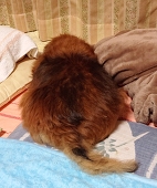 影虎