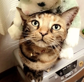 杏にゃ