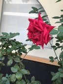 狐月