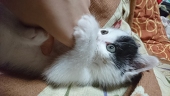衣更真緒