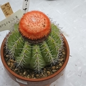 ふじさき