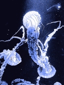Jelly Fish