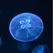 深海二十四番街
