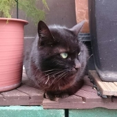 黒猫