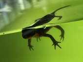 季生