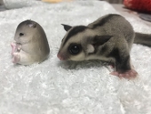 モモンガくん